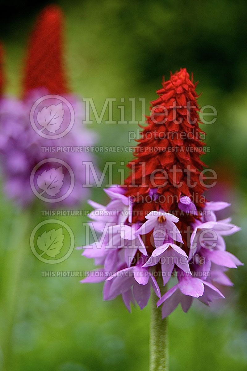 Primula vialii (Primrose)  2