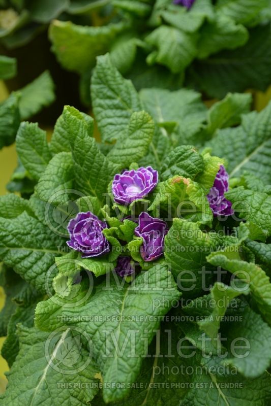 Primula Belarina Amethyst Ice (Primrose) 1 