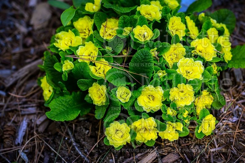 Primula Belarina Buttercup Yellow (Primrose) 3 