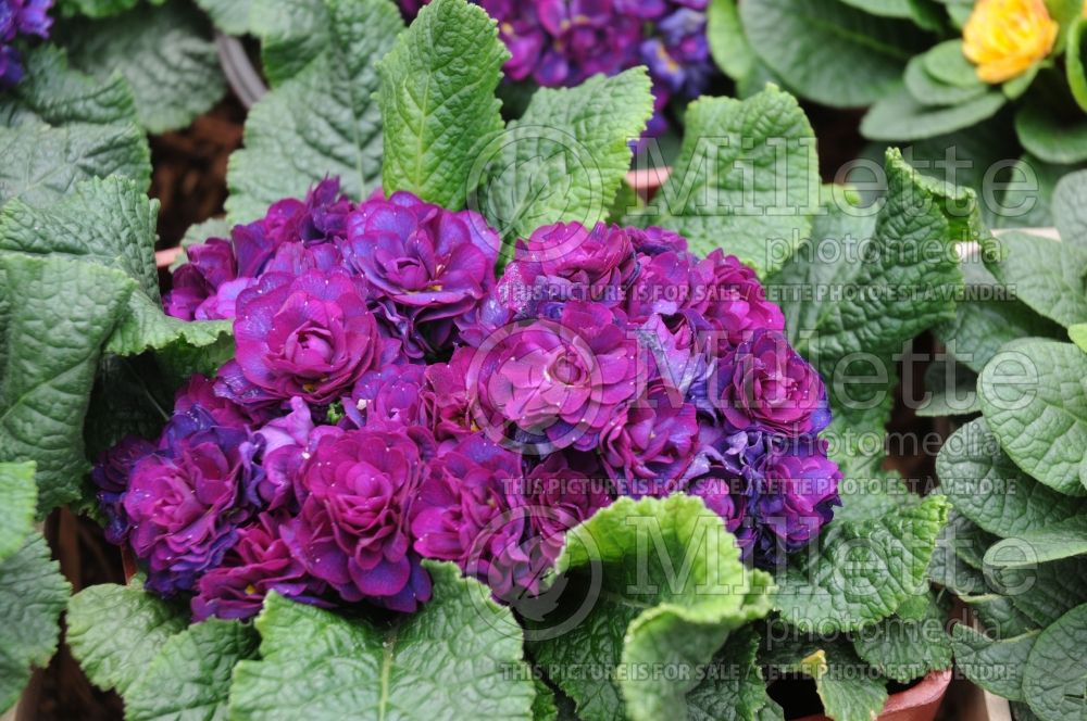 Primula Belarina Cobalt Blue (Primrose) 1 