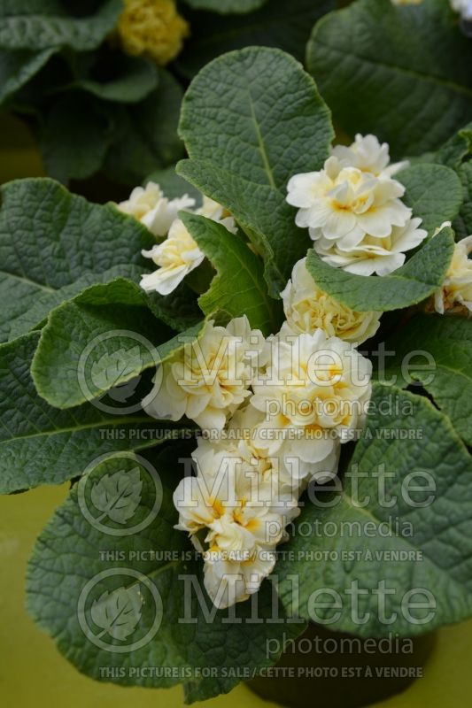 Primula Belarina Cream (Primrose) 1 