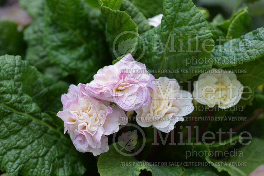 Primula Belarina Pink Champagne (Primrose) 1 