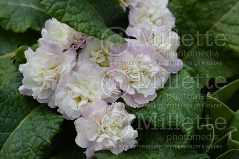 Primula Belarina Pink Ice aka Kerbelpice (Primrose) 1 