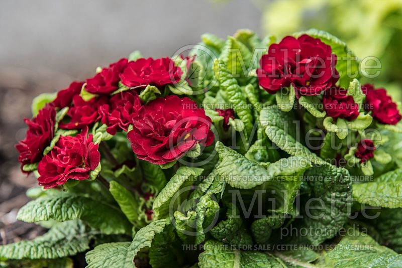 Primula Belarina Valentine (Primrose) 1 