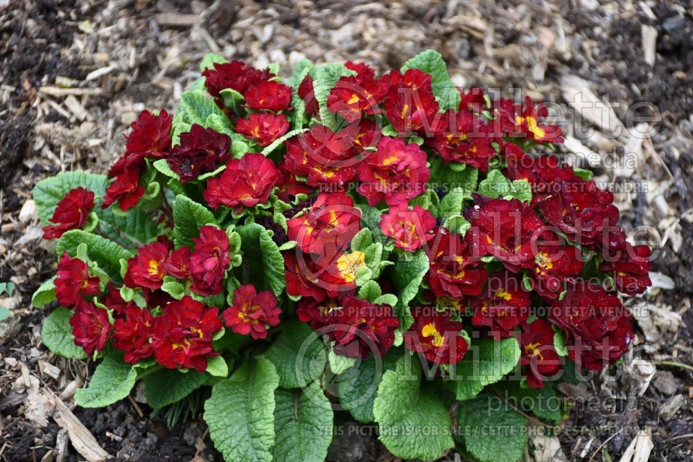 Primula Belarina Valentine (Primrose) 3 