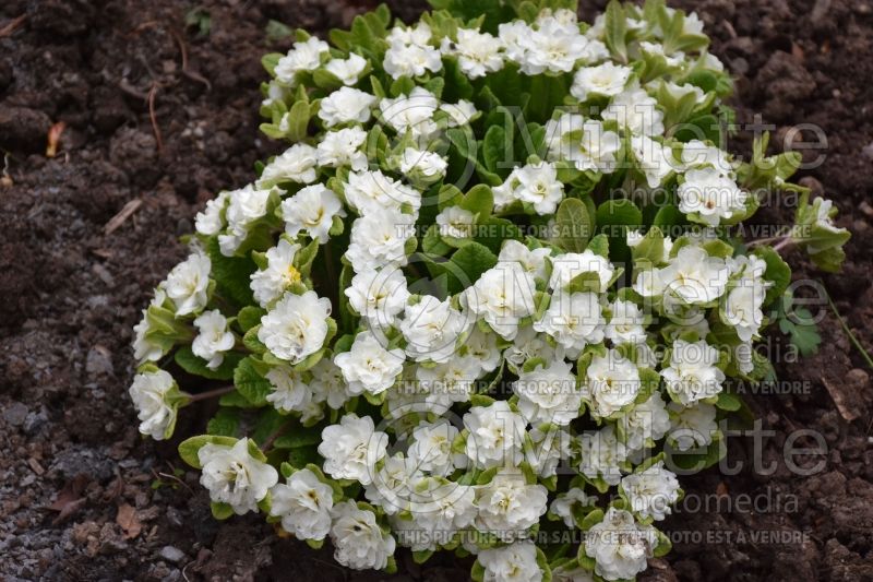 Primula Dawn Ansell (Primrose) 2 