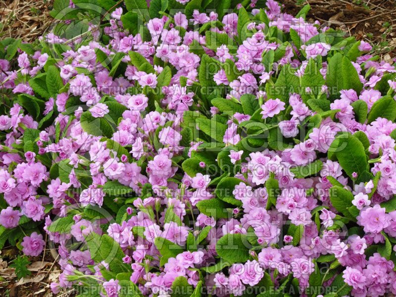 Primula Quaker's Bonnet (Primrose) 1 