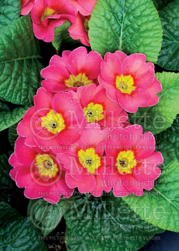 Primula Wanda Raspberry (Primrose) 1 