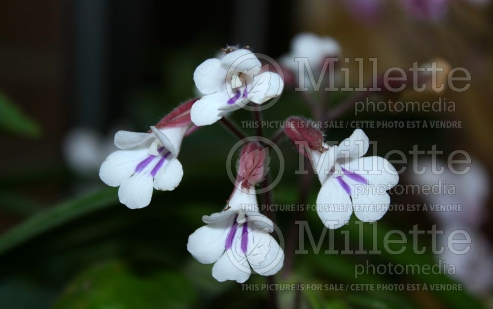 Primulina tamiana (Vietnamese Violet) 1