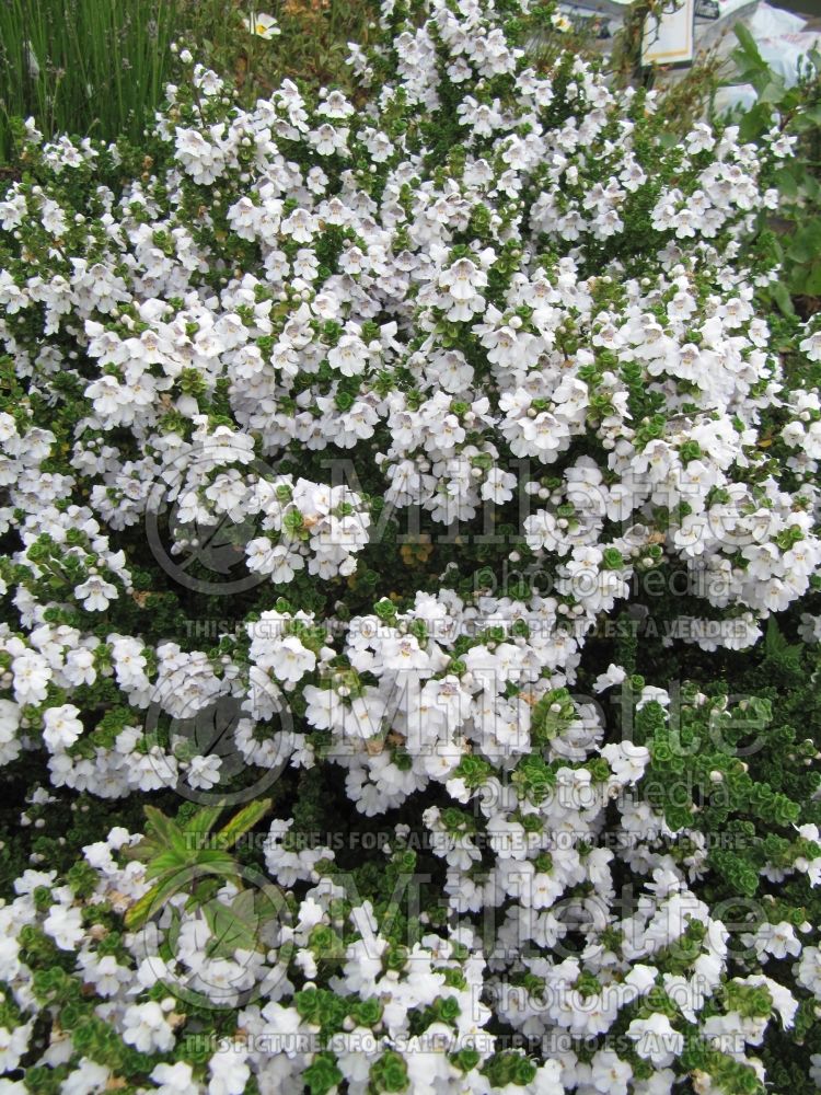 Prostanthera cuneata (alpine mint bush) 2
