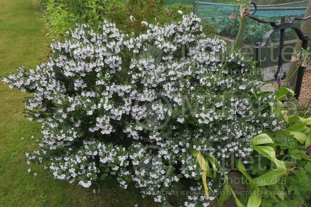 Prostanthera cuneata (alpine mint bush) 1