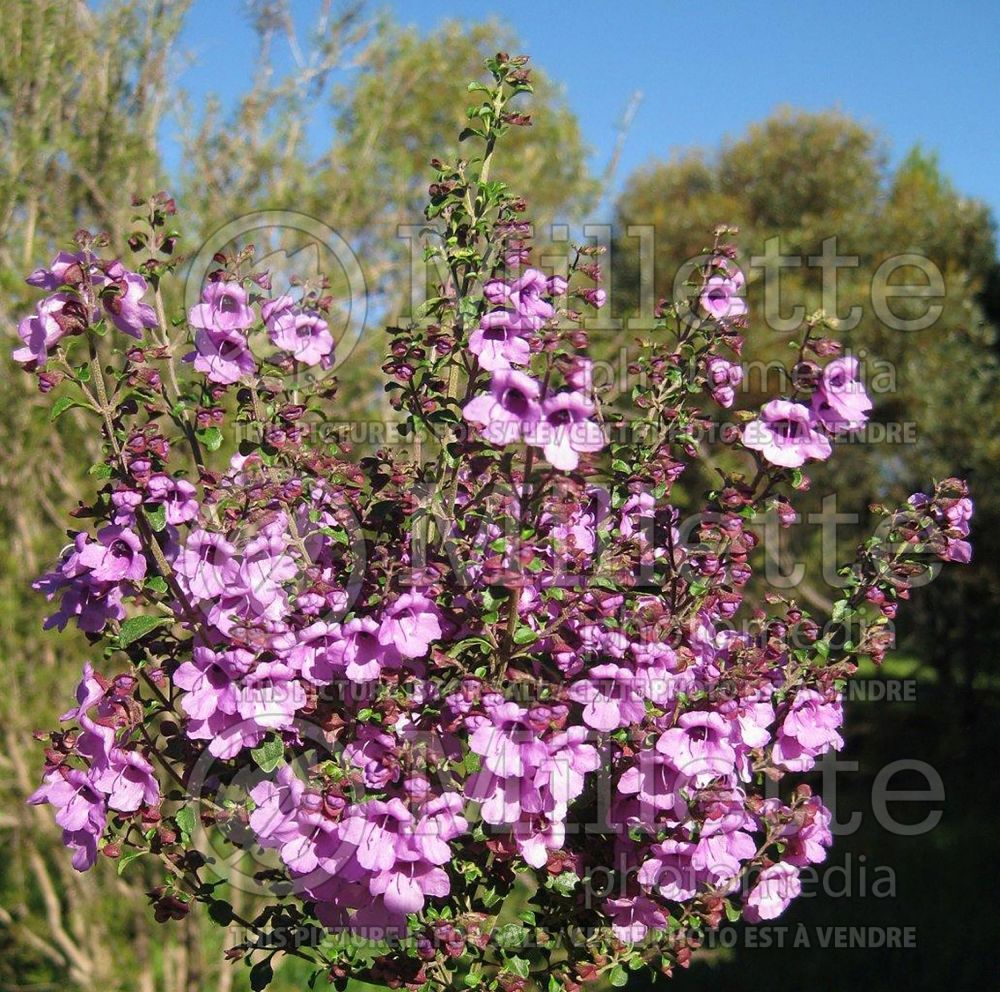 Prostanthera rotundifolia (Mint Bush) 2