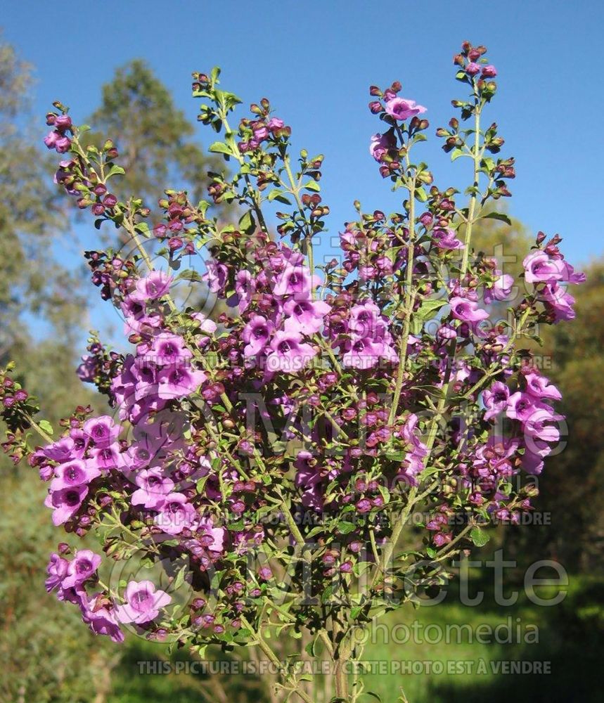 Prostanthera rotundifolia (Mint Bush) 3