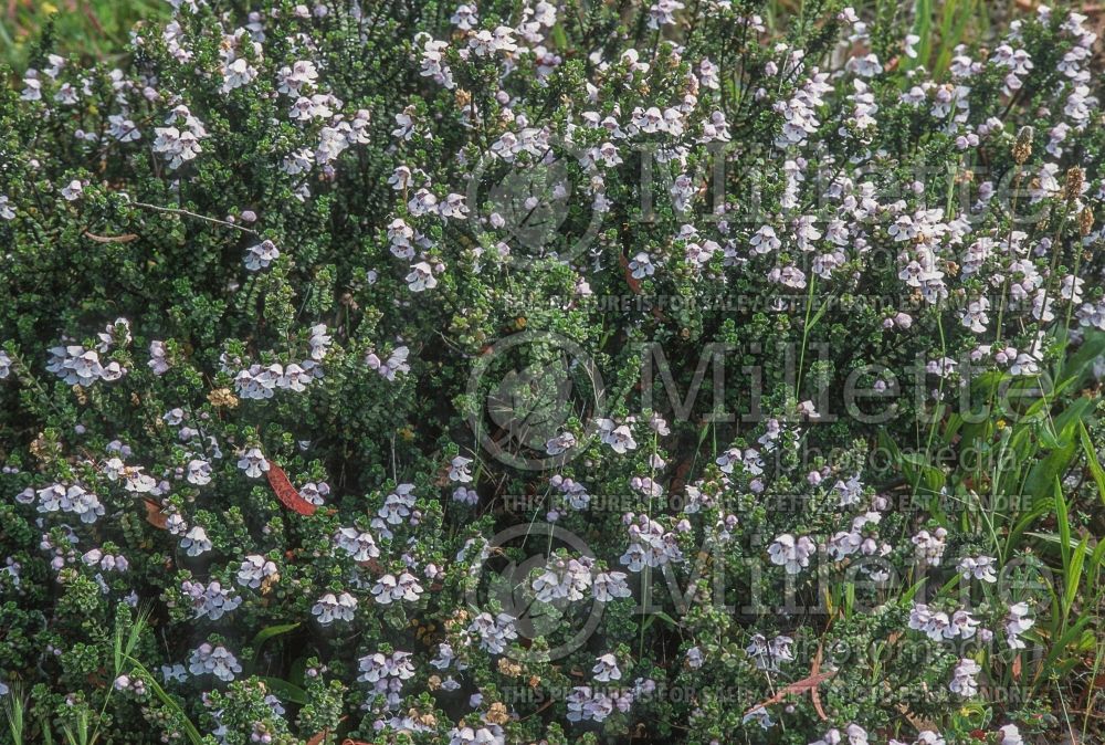 Prostanthera cuneata (alpine mint bush) 1 