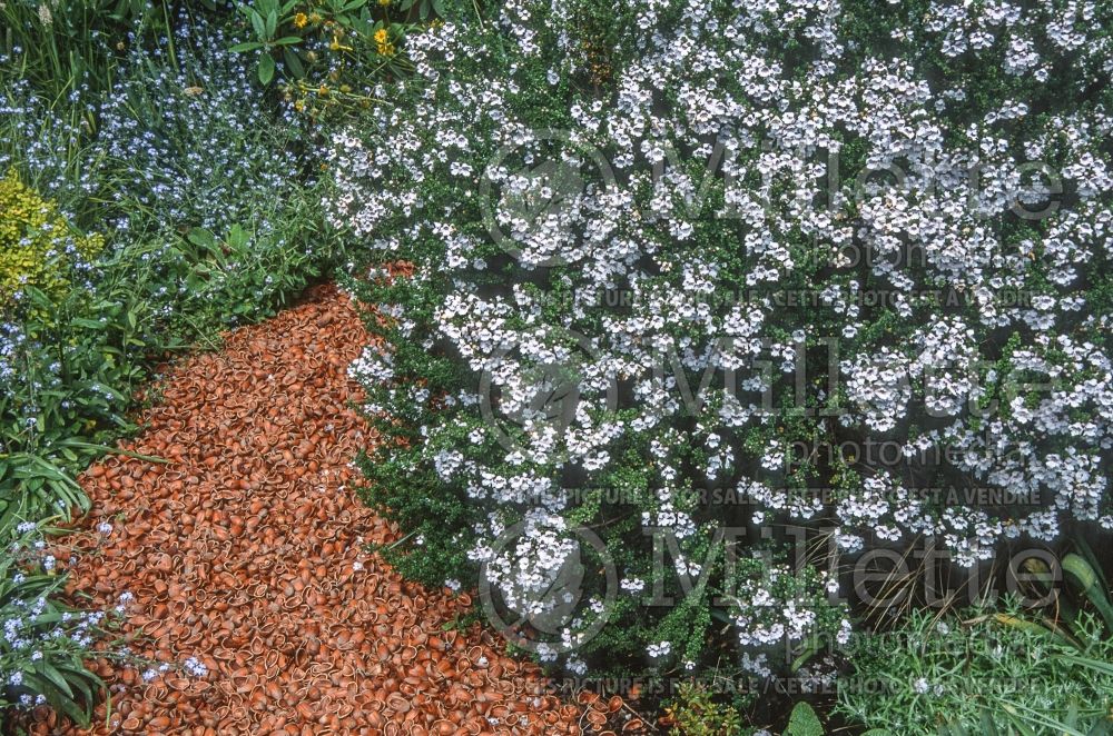 Prostanthera cuneata (alpine mint bush) 2 