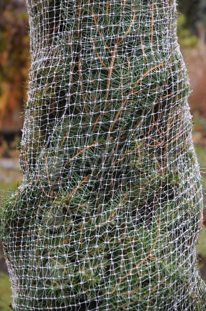 Winter protection for shrubs  (Small mesh wire screen) 5