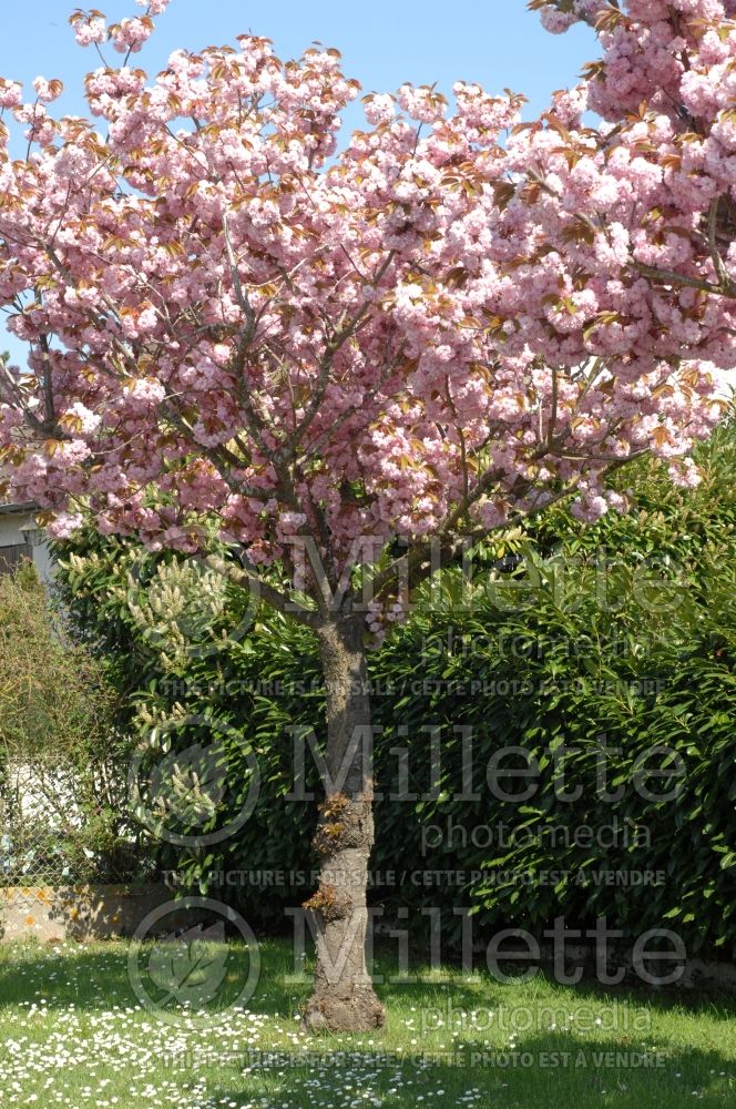 Prunus serrulata (Chokecherry Cherry tree) 7 
