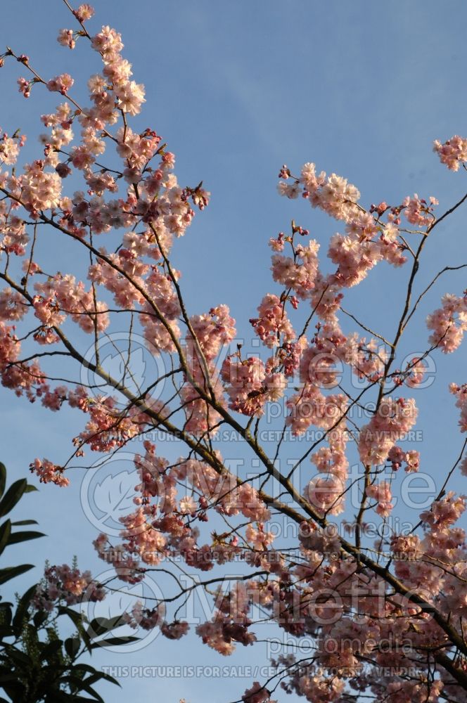 Prunus serrulata (Chokecherry Cherry tree) 9 