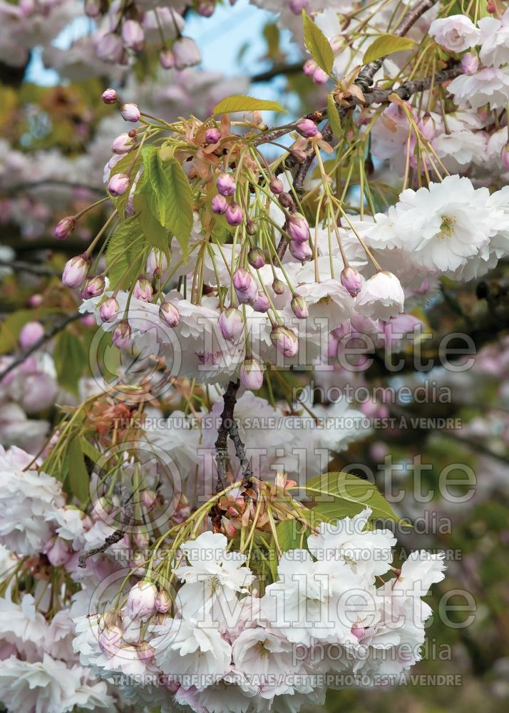 Prunus serrulata (Chokecherry Cherry tree) 15