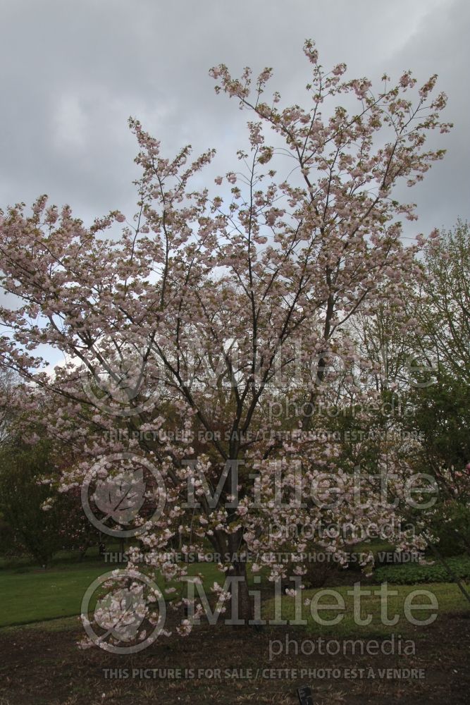 Prunus serrulata (Chokecherry Cherry tree) 4  