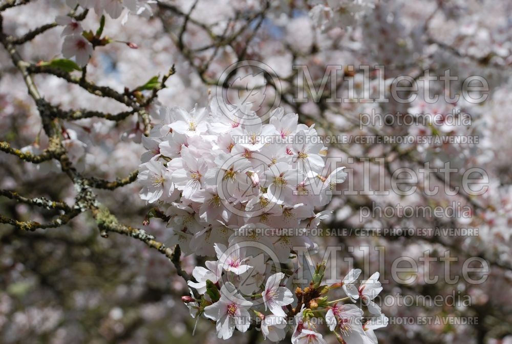 Prunus yedoensis (Yoshino cherry tree) 11
