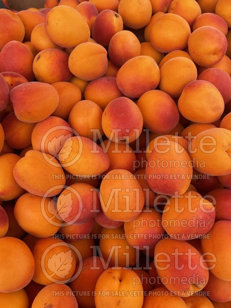 Prunus Anegat (common apricot - abricot) 1