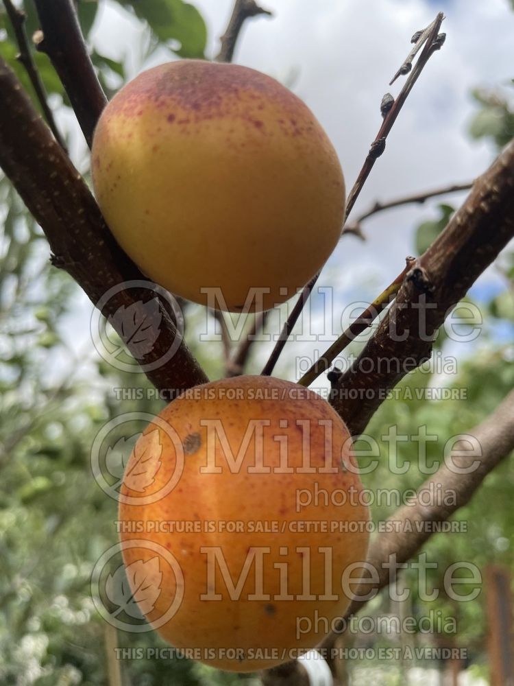 Prunus Precoce de Saumur (Armenian plum fruit - Siberian apricot - abricot) 2