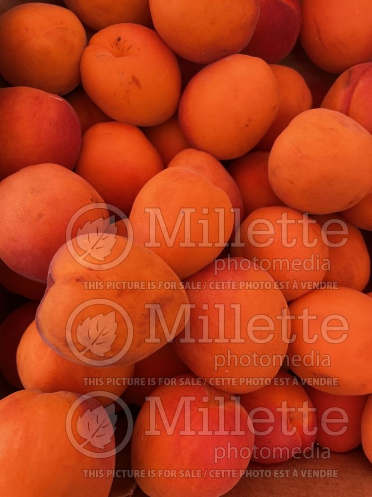 Prunus Swired (common apricot - abricot) 1