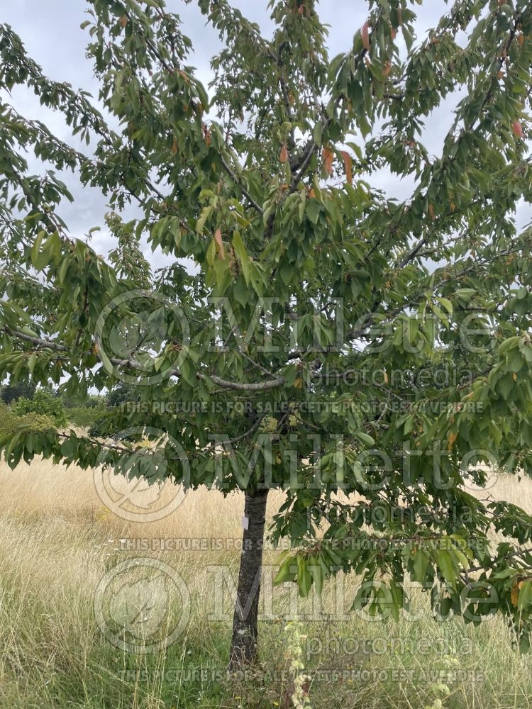 Prunus cerasus (Sour Cherry) 1