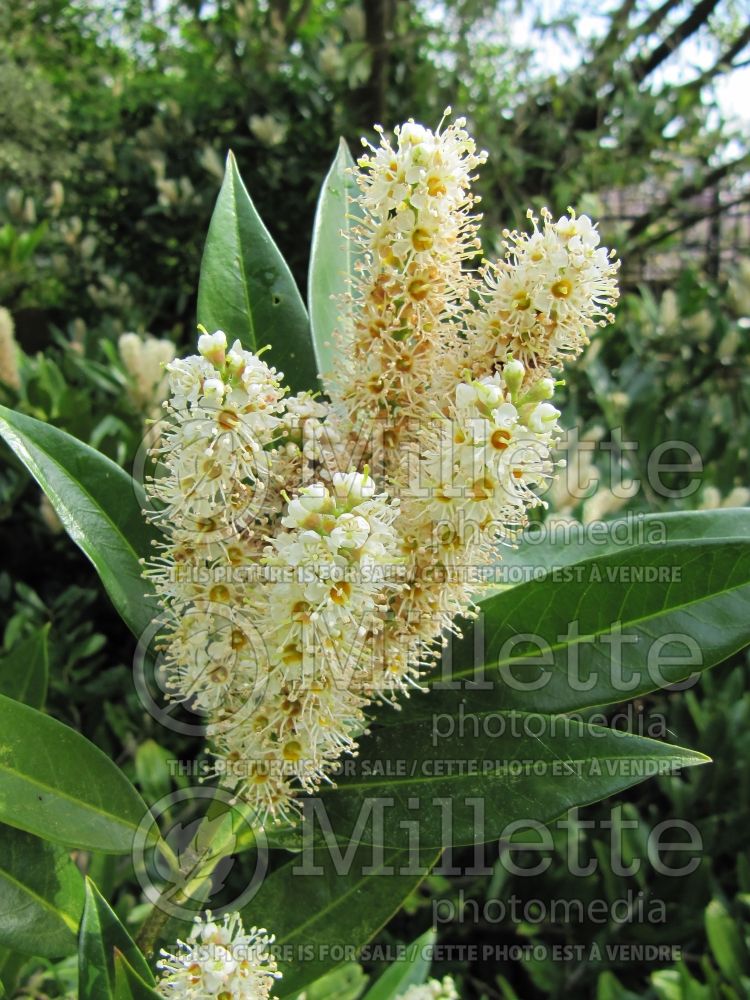 Prunus Otto Luyken (cherry laurel) 5 