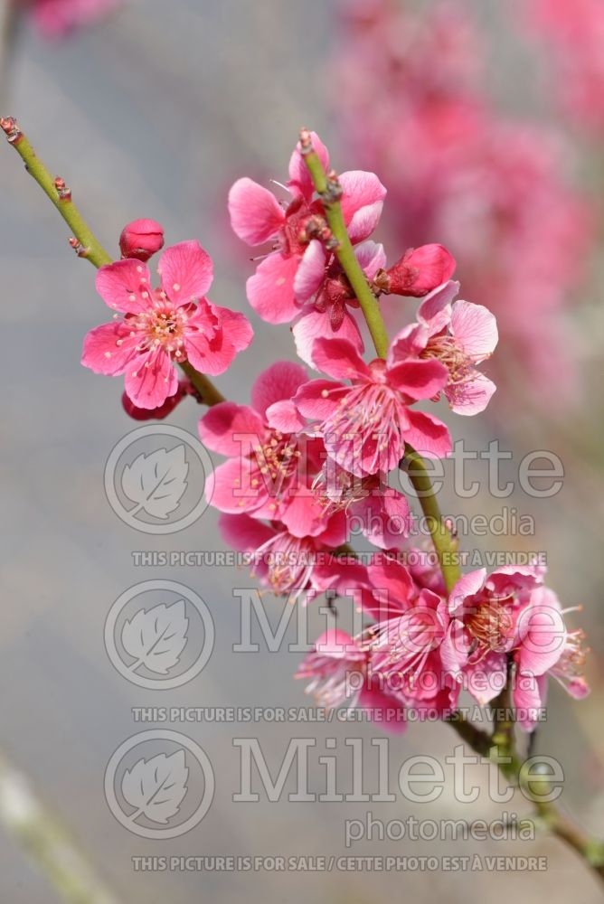 Prunus mume (Japanese Apricot) 2