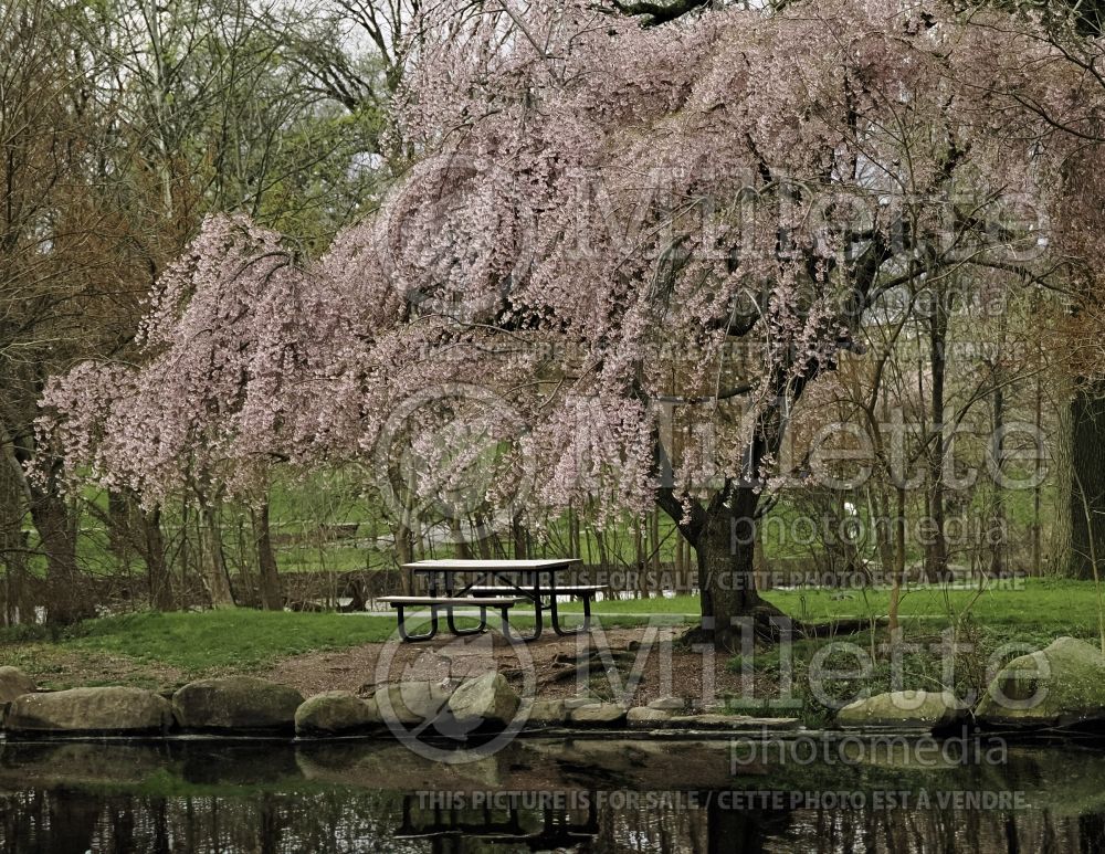 Prunus Pendula Rosea (weeping higan cherry) 3