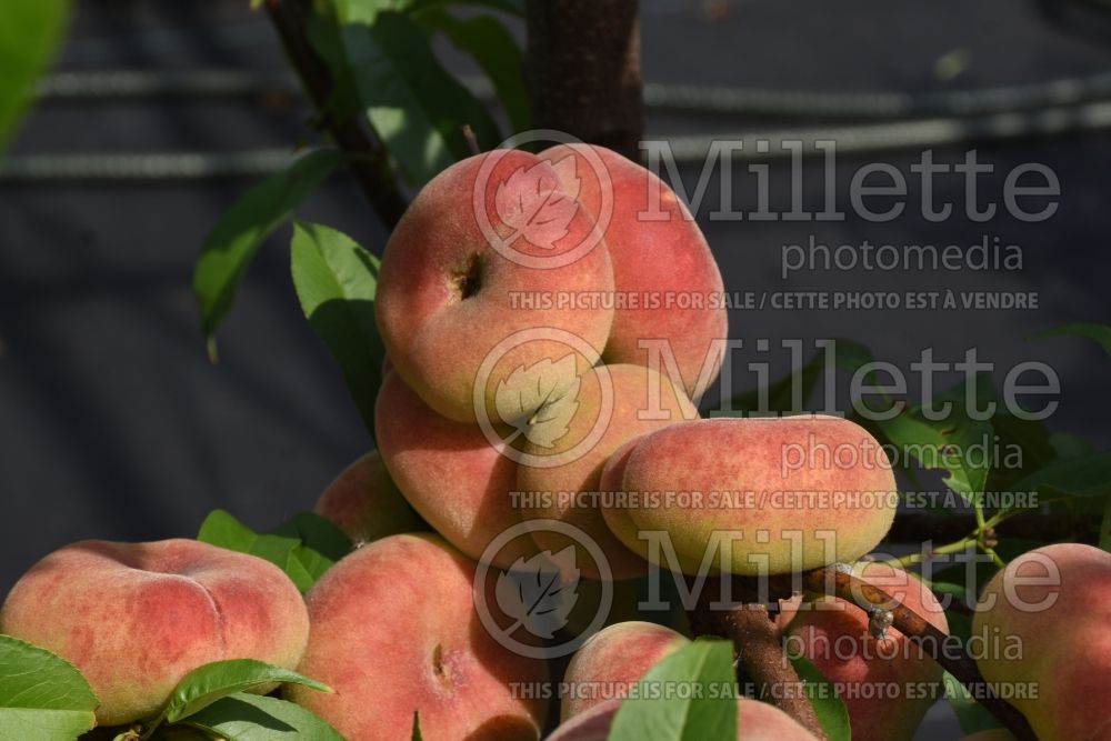 Prunus Saturne (Peach tree) 2