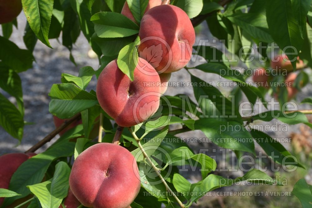 Prunus Saturne (Peach tree) 1