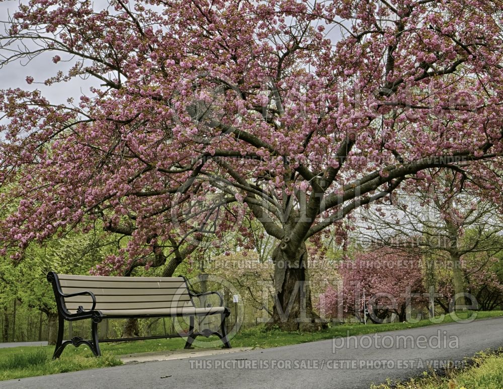 Prunus Kanzan aka Kwanzan (Chokecherry Cherry tree) 8 