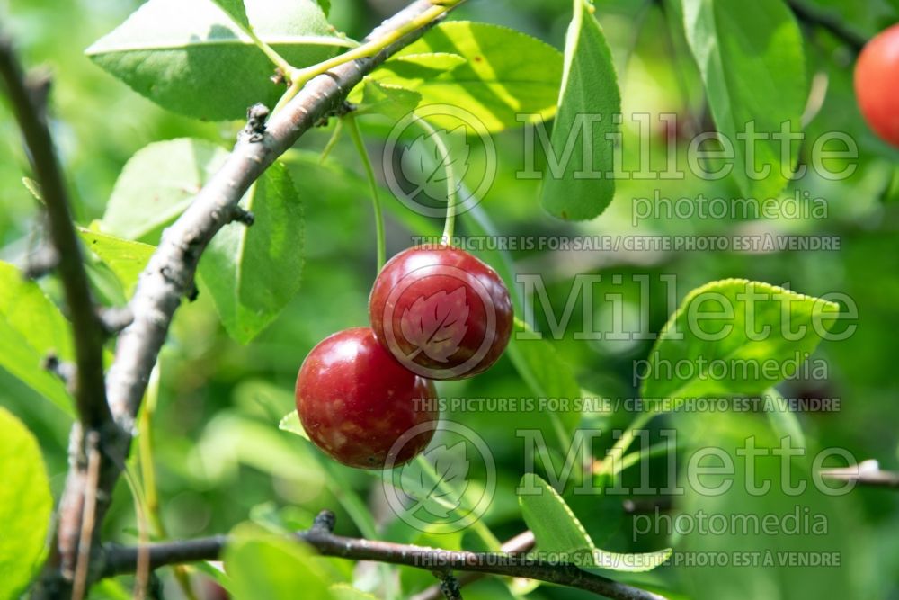 Prunus SK Carmine Jewel (Cherry) 1