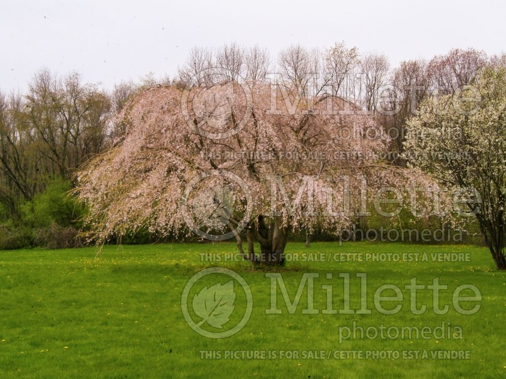 Prunus Pendula (Weeping Cherry tree) 8 