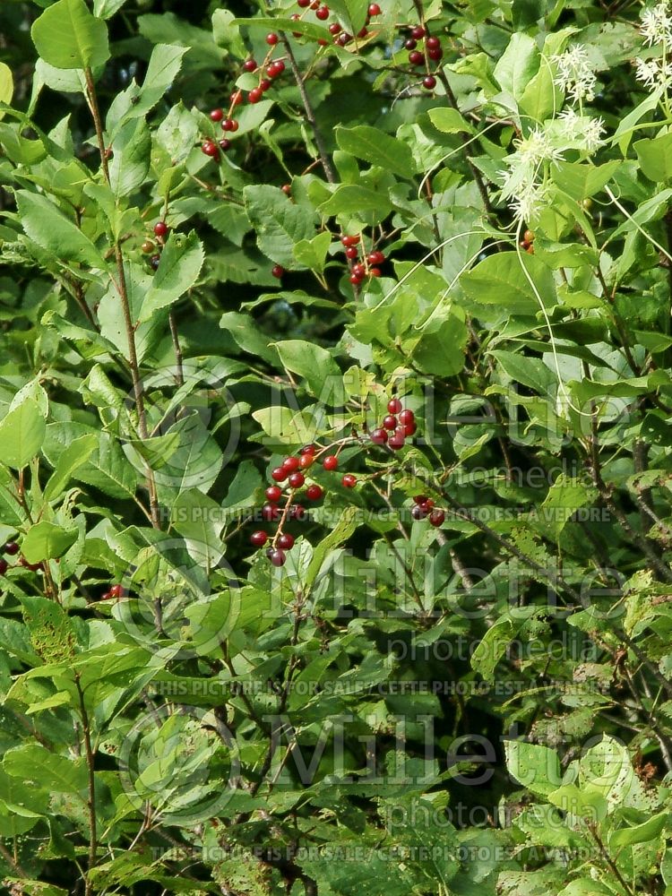 Prunus virginiana (Chokecherry Bird cherry - cerisier) 6