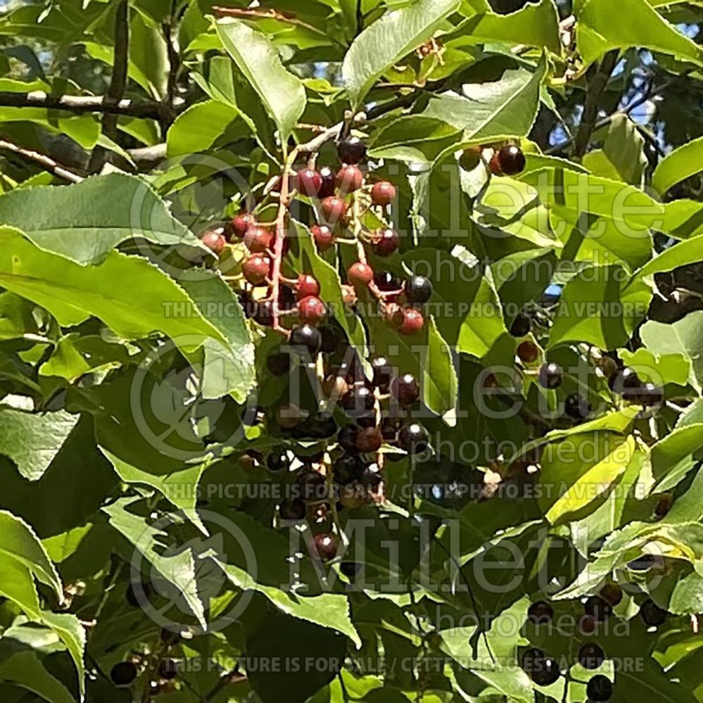 Prunus virginiana (Chokecherry Bird cherry - cerisier) 7