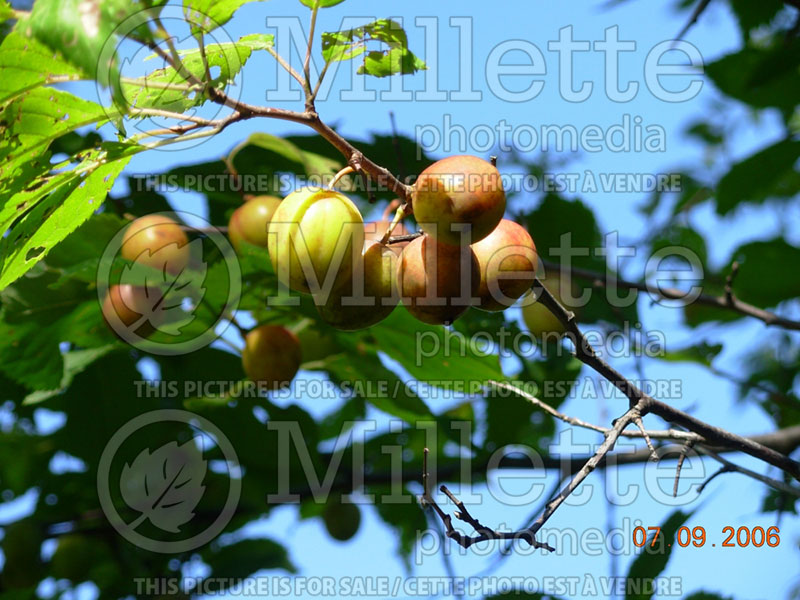 Prunus americana (American plum, wild plum) 1