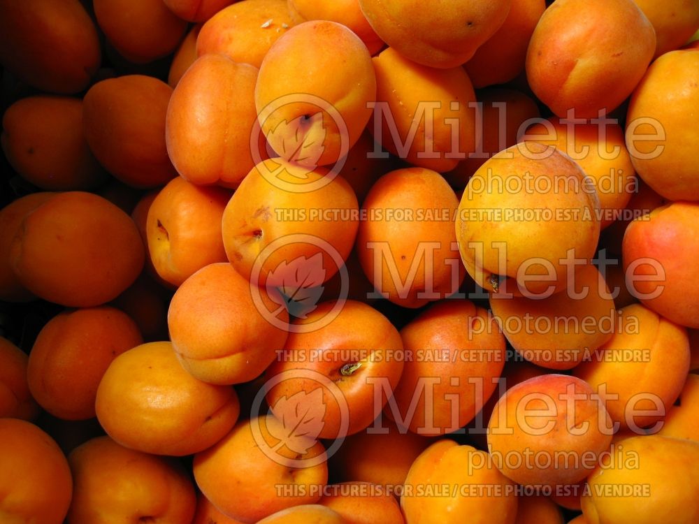 Prunus armeniaca (Armenian plum fruit - Siberian apricot - abricot) 1