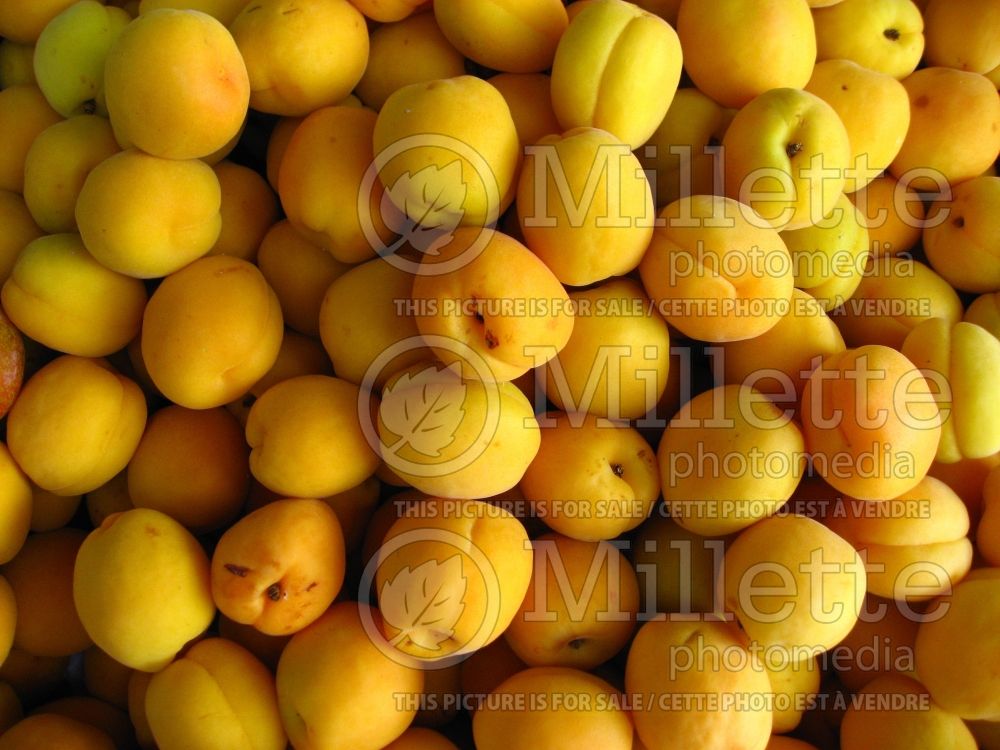 Prunus armeniaca (Armenian plum fruit - Siberian apricot - abricot) 2