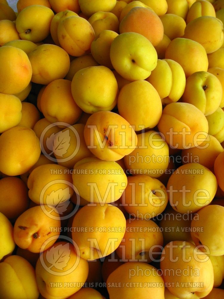 Prunus armeniaca (Armenian plum fruit - Siberian apricot - abricot) 3