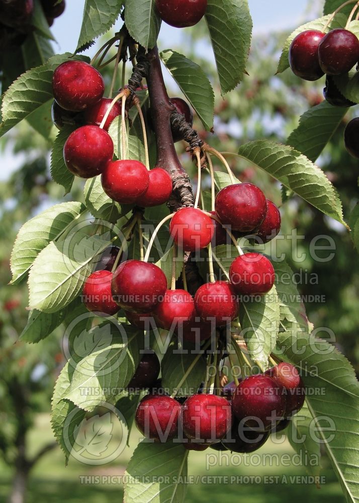 Prunus Lapins aka STARKRIMSON SWEET (Cherry) 1 