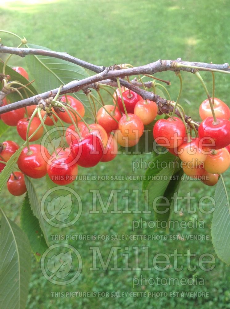 Prunus Napoleon (Cherry) 2 