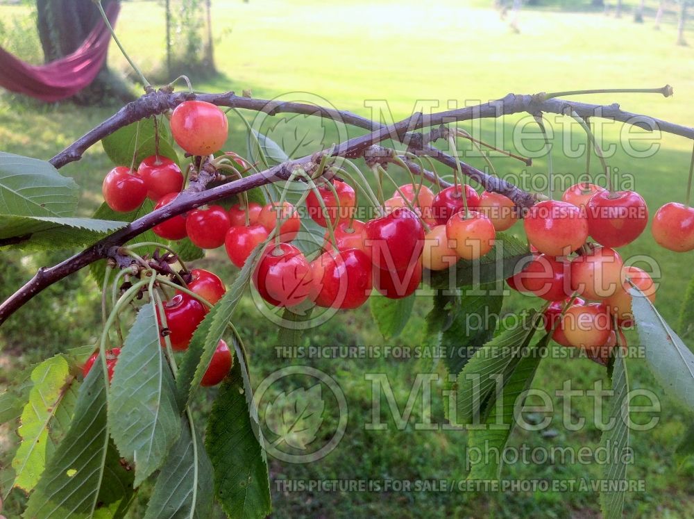 Prunus Napoleon (Cherry) 3 