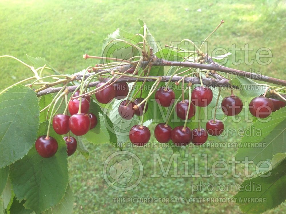 Prunus avium (ornamental cherry tree) 1 