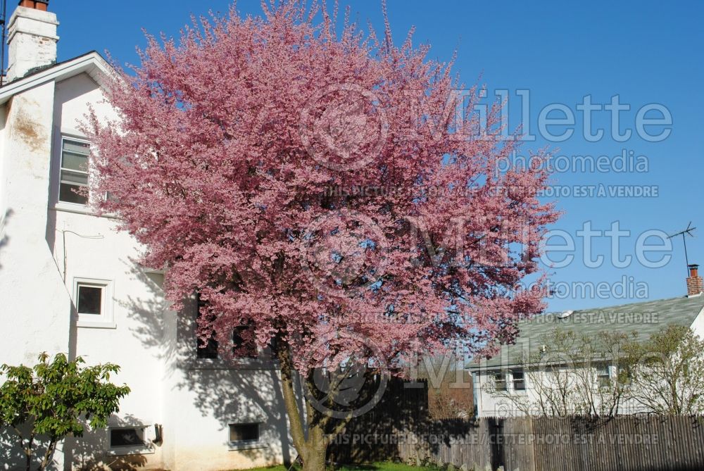 Prunus Okame (Flowering cherry trees) 3