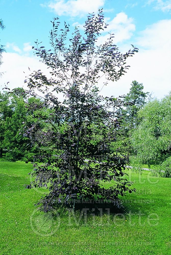 Prunus Canada Red (Chokecherry) 1 