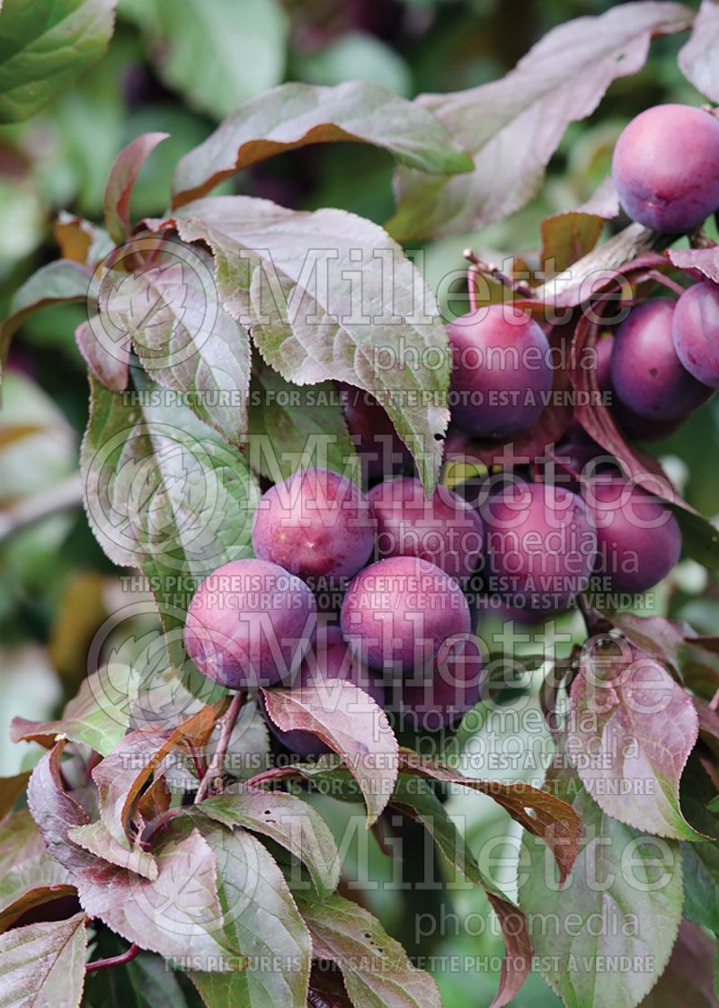 Prunus Crimson Pointe o4 Cripoizam (Plum tree)  1 